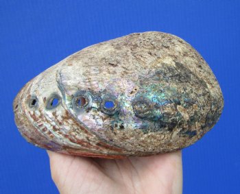 Large Blue Green Abalone Shell, 7 by 5-1/2 inches - Buy this one for $19.99