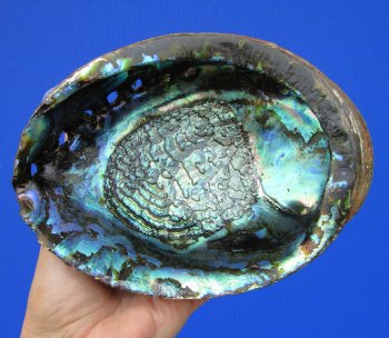 Large Blue Green Abalone Shell, 7 by 5-1/2 inches - Buy this one for $19.99