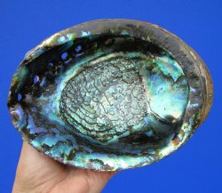 Large Blue Green Abalone Shell, 7 by 5-1/2 inches - Buy this one for $19.99