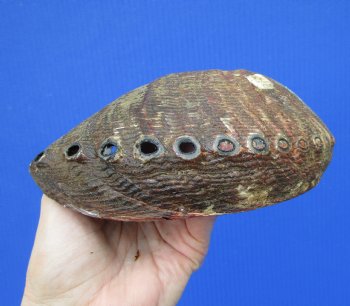 Large Blue Green Abalone Shell, 7 by 5-1/2 inches - Buy this one for $19.99