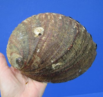 Large Blue Green Abalone Shell, 7 by 5-1/2 inches - Buy this one for $19.99