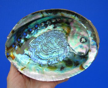 Large Blue Green Abalone Shell, 7-1/4 by 5-1/4 inches - Buy this one for $19.99