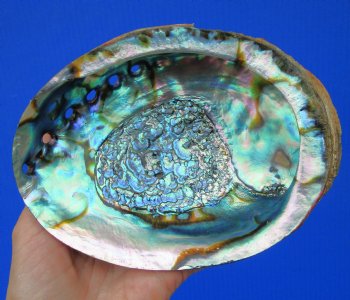 Large Blue Green Abalone Shell, 6-1/4 by 4-3/4 inches - Buy this for $14.99