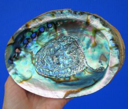 Large Blue Green Abalone Shell, 6-1/4 by 4-3/4 inches - Buy this for $14.99