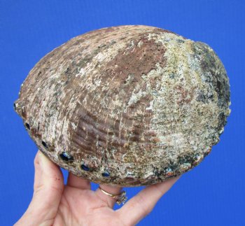 Large Blue Green Abalone Shell, 6-1/4 by 4-3/4 inches - Buy this for $14.99