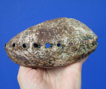 Large Blue Green Abalone Shell, 6-1/4 by 4-3/4 inches - Buy this for $14.99