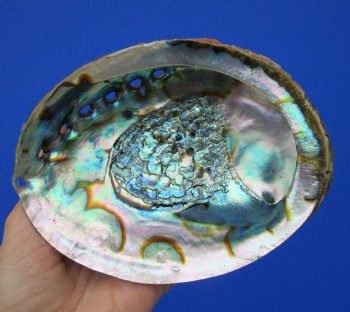 Large Blue Green Abalone Shell, 6-1/4 by 4-3/4 inches - Buy this for $14.99
