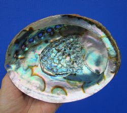 Large Blue Green Abalone Shell, 6-1/4 by 4-3/4 inches - Buy this for $14.99