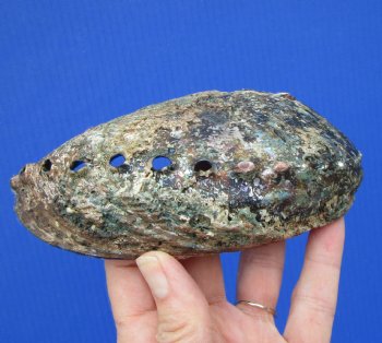 Large Blue Green Abalone Shell, 6-1/4 by 4-3/4 inches - Buy this for $14.99