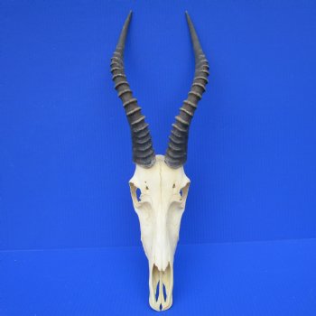 Large African Blesbok Skull with 14-3/4 and 15 inches Horns <font color=red> Good Quality</font> for $79.99