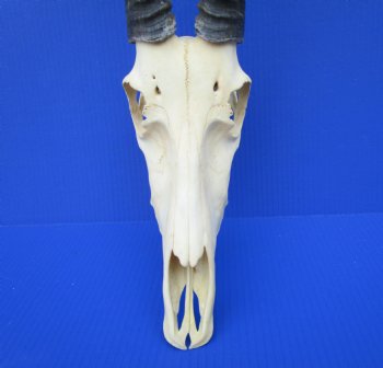 Large African Blesbok Skull with 14-3/4 and 15 inches Horns <font color=red> Good Quality</font> for $79.99
