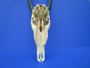 Large African Blesbok Skull with 14-3/4 and 15 inches Horns <font color=red> Good Quality</font> for $79.99