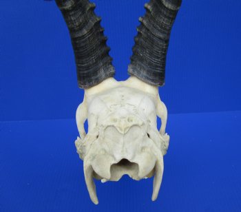 Large African Blesbok Skull with 14-3/4 and 15 inches Horns <font color=red> Good Quality</font> for $79.99