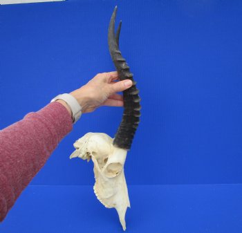 Large African Blesbok Skull with 14-3/4 and 15 inches Horns <font color=red> Good Quality</font> for $79.99