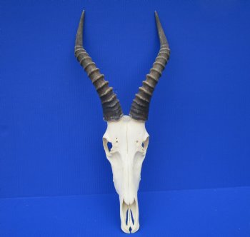 Large African Blesbok Skull with 14-7/8 Inches Horns <font color=red> Good Quality</font> for $79.99