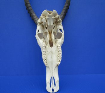 Large African Blesbok Skull with 14-7/8 Inches Horns <font color=red> Good Quality</font> for $79.99