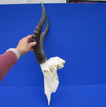 Large African Blesbok Skull with 14-7/8 Inches Horns <font color=red> Good Quality</font> for $79.99