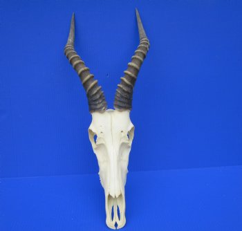 Large African Blesbok Skull with 14-3/4 and 15 inches Horns <font color=red> Good Quality</font> for $79.99