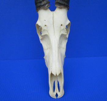 Large African Blesbok Skull with 14-3/4 and 15 inches Horns <font color=red> Good Quality</font> for $79.99