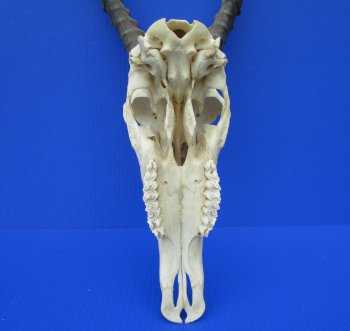 Large African Blesbok Skull with 14-3/4 and 15 inches Horns <font color=red> Good Quality</font> for $79.99