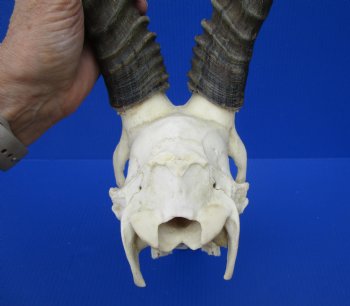 Large African Blesbok Skull with 14-3/4 and 15 inches Horns <font color=red> Good Quality</font> for $79.99