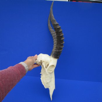 Large African Blesbok Skull with 14-3/4 and 15 inches Horns <font color=red> Good Quality</font> for $79.99