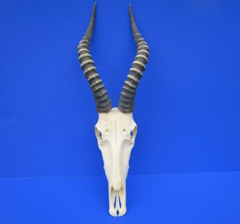 Large African Blesbok Skull with 15-1/4 and 15-1/2 inches Horns <font color=red> Good Quality</font> for $79.99