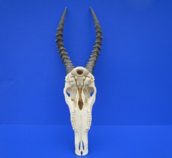 Large African Blesbok Skull with 15-1/4 and 15-1/2 inches Horns <font color=red> Good Quality</font> for $79.99