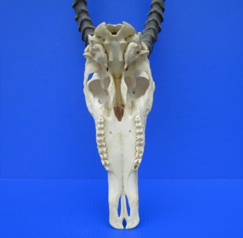 Large African Blesbok Skull with 15-1/4 and 15-1/2 inches Horns <font color=red> Good Quality</font> for $79.99