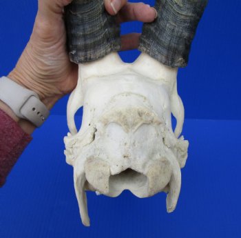 Large African Blesbok Skull with 15-1/4 and 15-1/2 inches Horns <font color=red> Good Quality</font> for $79.99