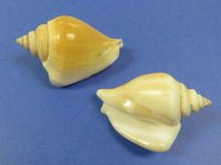 2 -1/4 inches Seashell Santa with Red Cap Beach Christmas Ornaments - 10 @ $3.95 each