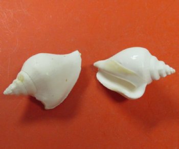 White Strombus Canarium Shells, Dog Conch, 1-3/4 to 2-3/4 inches - 25 @ .40 each; 100 @ .32 each