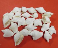 White Strombus Canarium Shells, Dog Conch, 1-3/4 to 2-3/4 inches - 25 @ .40 each; 100 @ .32 each