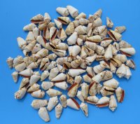 Strawberry Conch Shells, Strawberry Luhuanus, 1-1/2 to 2-1/4 inches - $6.40a bag; 3 @ $5.80 a bag