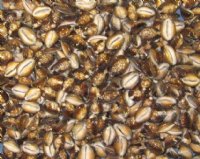 Serpent's Head Cowrie Shells, Snakehead Cowry, 3/4 to 1-1/4 inches -100 @ .29 each