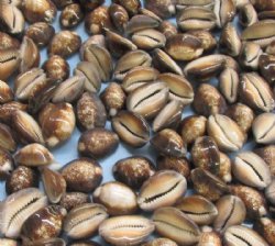 4.4 pounds Serpent's Head Cowrie Shells in Bulk 3/4 to 1-1/4 inches long - $57.60 a bag