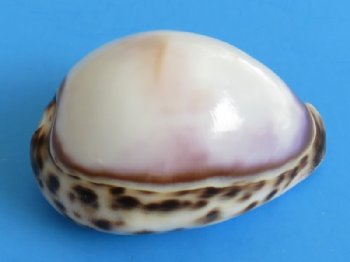 2-1/2 to 3 inches Polished White Top Tiger Cowrie Shells <font color=red> Wholesale</font> - 125 @ .80 each