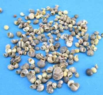 Tiny Theodoxus Oualaniene Nerit Shells <font color=red> Wholesale</font>, 1/4 to 1/2 inch -  Case: 20 kilos (44 pounds) @ $6.30 kilo