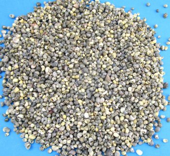 Tiny Theodoxus Oualaniene Nerit Shells <font color=red> Wholesale</font>, 1/4 to 1/2 inch -  Case: 20 kilos (44 pounds) @ $6.30 kilo