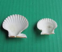 Pecten Tranquebaricus Scallop Shells - Case of 14 kilos @ $6.43 a kilo; <font color=red>2 Wholesale Cases </font> @ $6.30 a kilo
