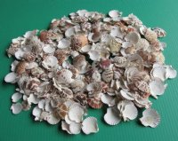 Pecten Tranquebaricus Scallop Shells - Case of 14 kilos @ $6.43 a kilo; <font color=red>2 Wholesale Cases </font> @ $6.30 a kilo