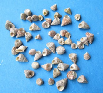 Pearlized Tiny Calliostoma Striatus Shells <font color=red> Wholesale</font>, Pyramid Top Shells, Under 1 inch - Case: 20 kilos @ $8.50 a kilo