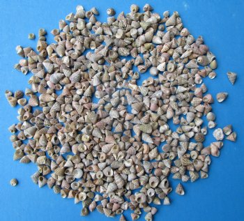 Pearlized Tiny Calliostoma Striatus Shells <font color=red> Wholesale</font>, Pyramid Top Shells, Under 1 inch - Case: 20 kilos @ $8.50 a kilo