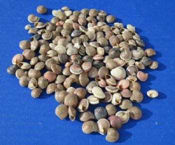 Minature Umbonium Vestiarum Shells 1/4 to 1/2 inch - $4.00 a kilo - 3 kilos @ $3.20 a kilo