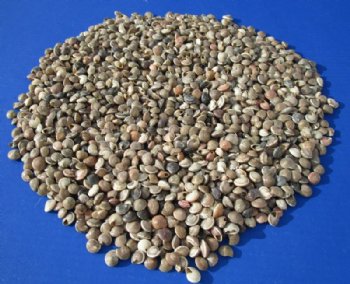 Minature Umbonium Vestiarum Shells 1/4 to 1/2 inch - $4.00 a kilo - 3 kilos @ $3.20 a kilo