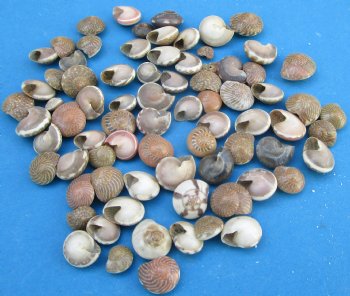 Minature Umbonium Vestiarum Shells Under 1/2 inch - $4.00 a kilo - 3 kilos @ $3.60 a kilo
