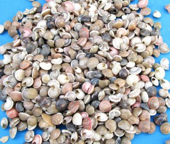 Minature Umbonium Vestiarum Shells Under 1/2 inch - $4.00 a kilo - 3 kilos @ $3.60 a kilo