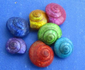2.2 pounds Tiny Dyed Umbonium Shells, 1/8 inch to 1/2 inch - $9.20 a bag; 3 @ $8.25 bag