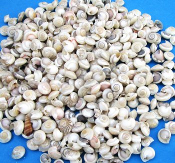Tiny Pearlized Umbonium Shells, Under 1/2 inch - Case: 20 kilos @ $4.50 kilo <font color=red> 2 Wholesale Cases</font> @ $3.60 a kilo