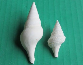3/4 to 1-3/4 inches White Mixed Turris Shells - Case:15 kilos @ $6.00 a kilo; 2 <font color=red> Wholesale</font> Cases @ $4.40 kilo